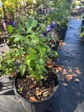 Clematis Sapphire Indigo