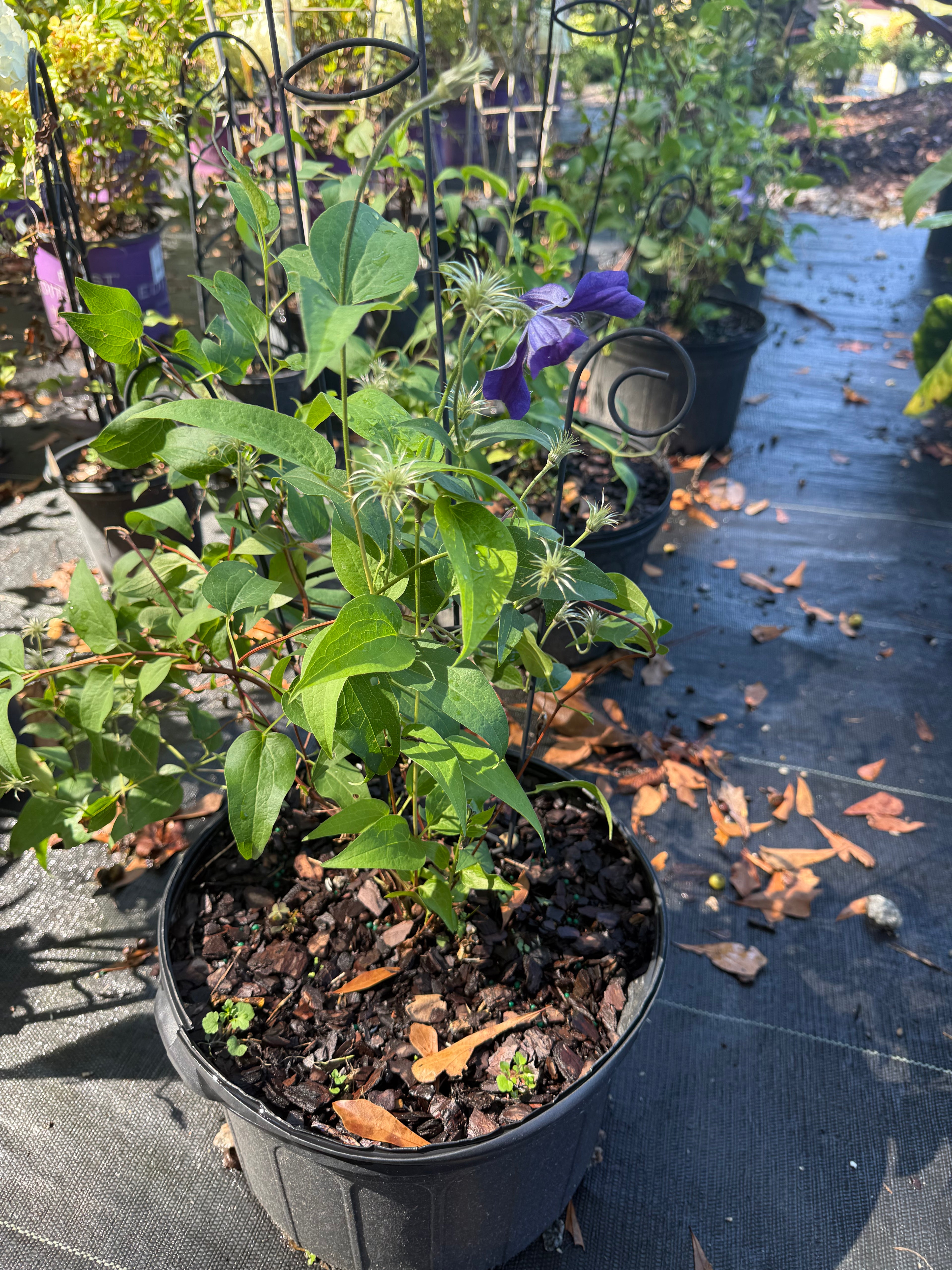 Clematis Sapphire Indigo