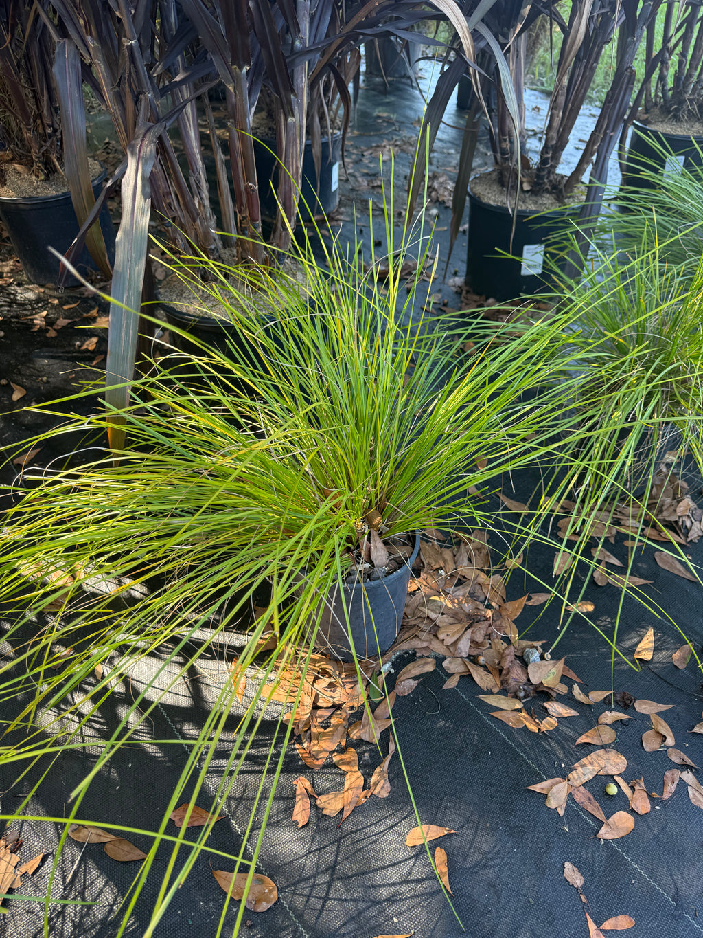 Lomandra Breeze Grass