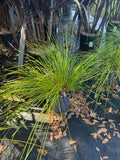 Lomandra Breeze Grass