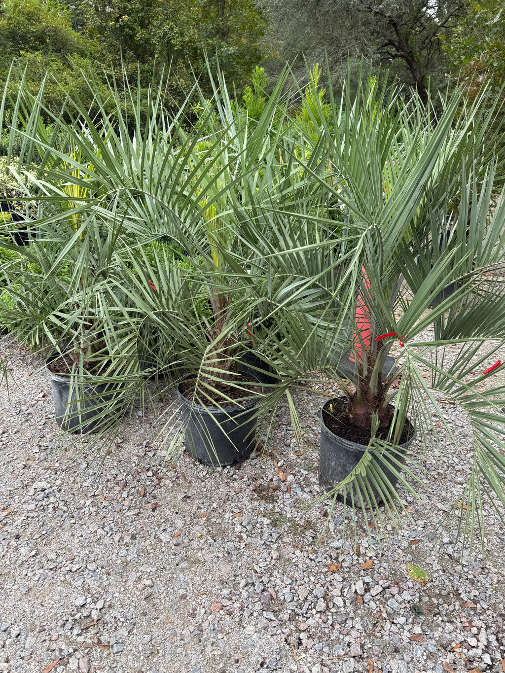 Pindo Palm