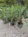 Pindo Palm