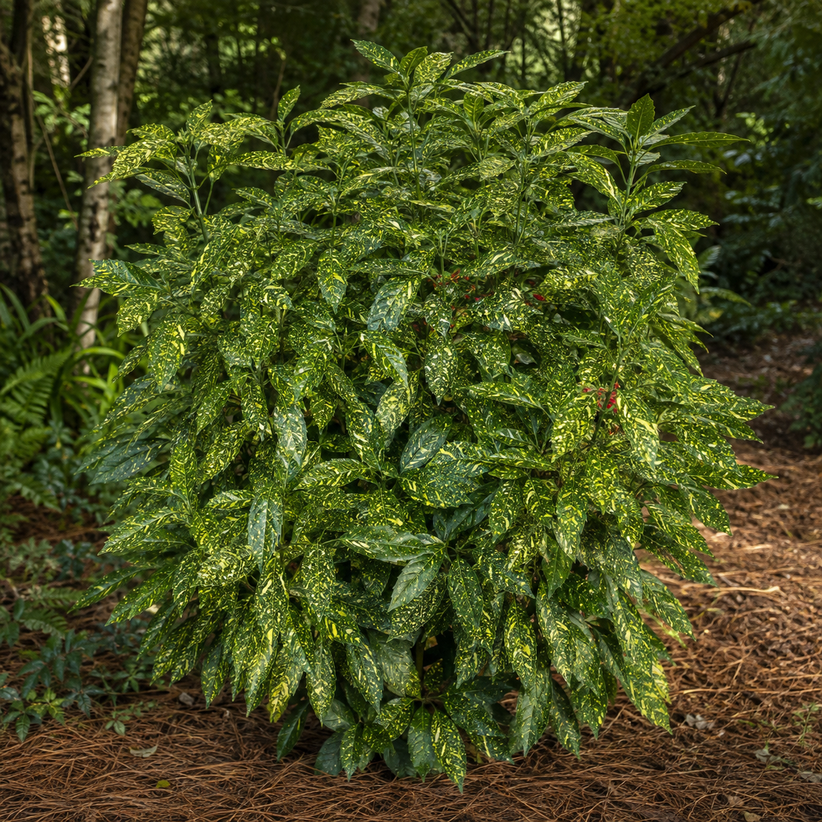 Japanese Laurel 'Marmorata'