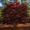 Japanese Maple Moonfire