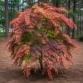 Japanese Maple Orangeola
