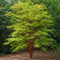 Japanese Maple 'Sango-Kaku'