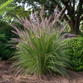 Karley Rose Oriental Fountain Grass