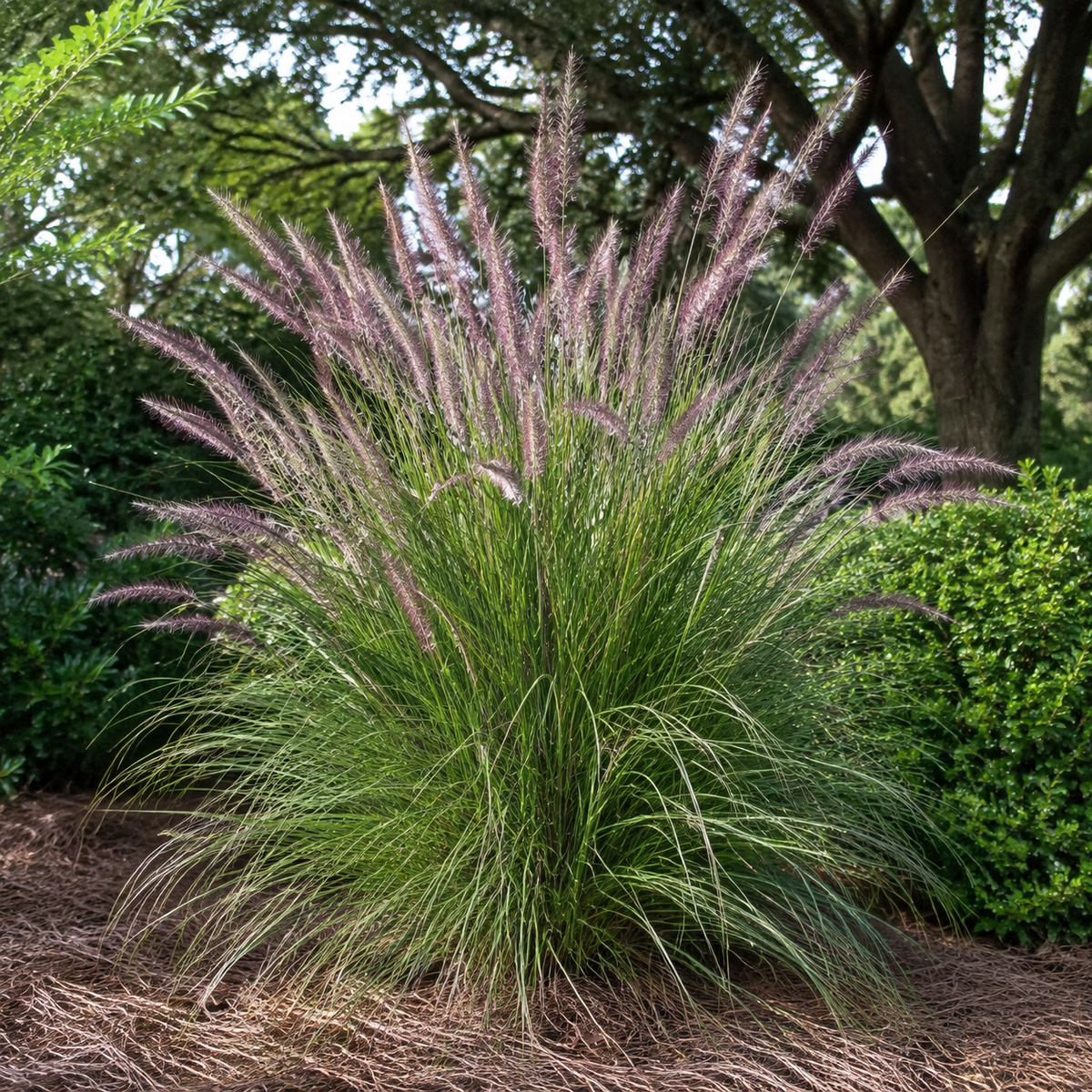 Karley Rose Oriental Fountain Grass