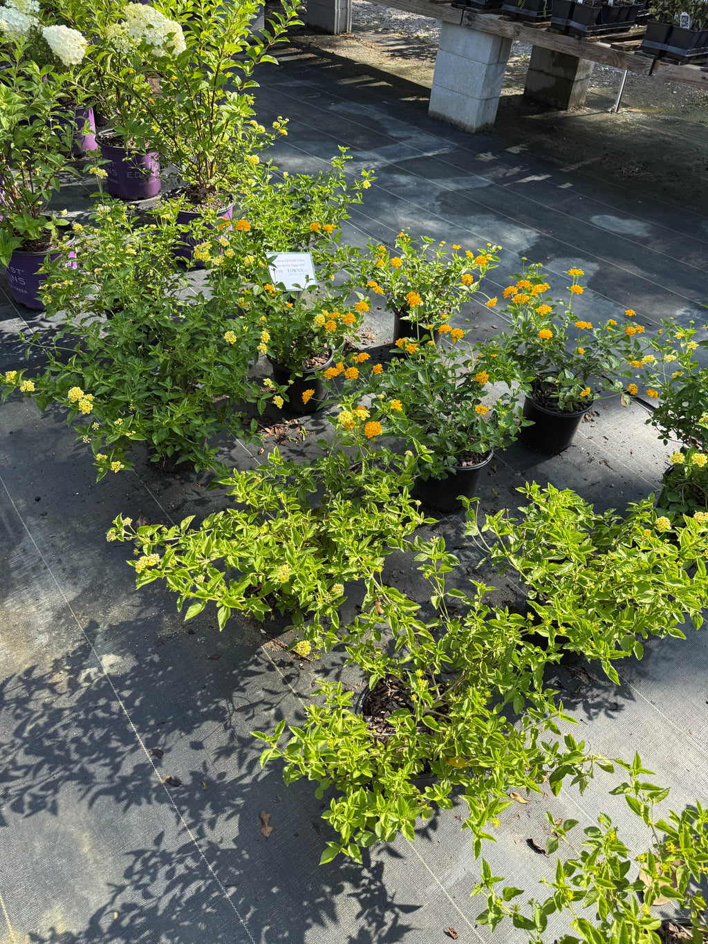 Lantana CH Gold/Yellow