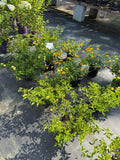 Lantana CH Gold/Yellow