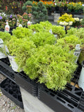 Lemon Coral Sedum