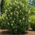 Ligustrum