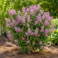 Lilac Bloomerang Ballet