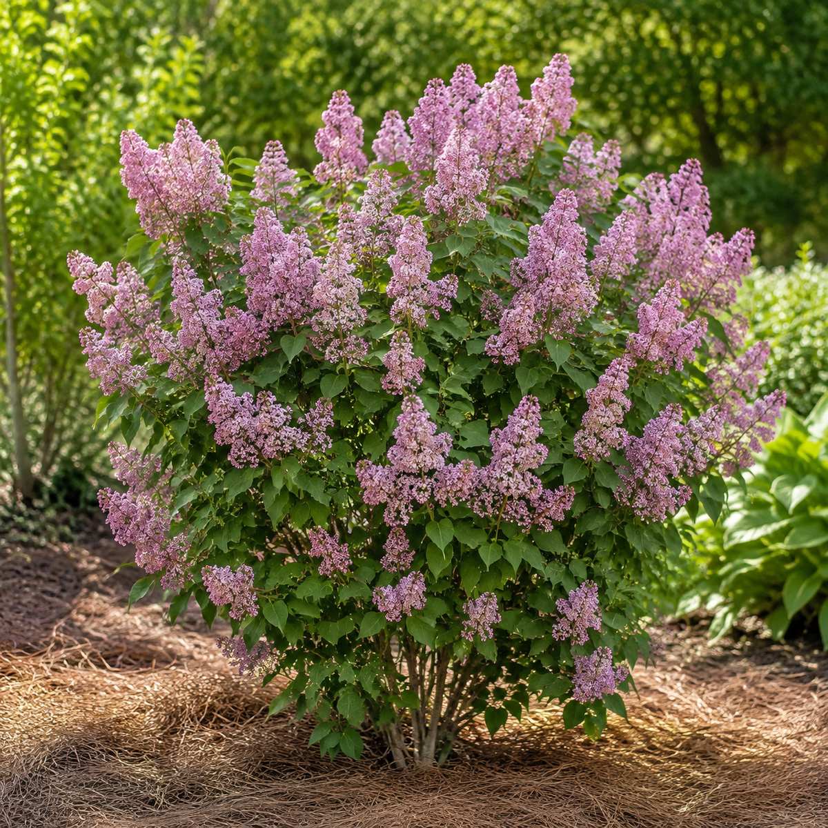 Lilac Bloomerang Ballet