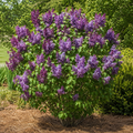 Lilac Bloomerang Dark Purple