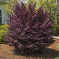 Loropetalum Carolina Midnight