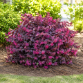 Loropetalum Cerise Charm