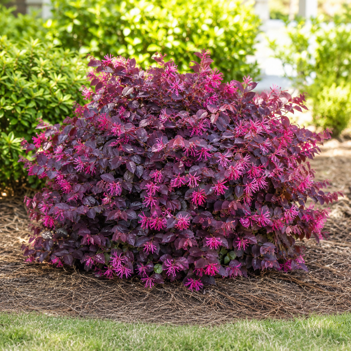 Loropetalum Cerise Charm
