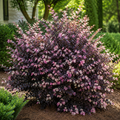 Loropetalum Jazz Hands Variegated