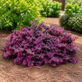 Loropetalum Purple Daydream