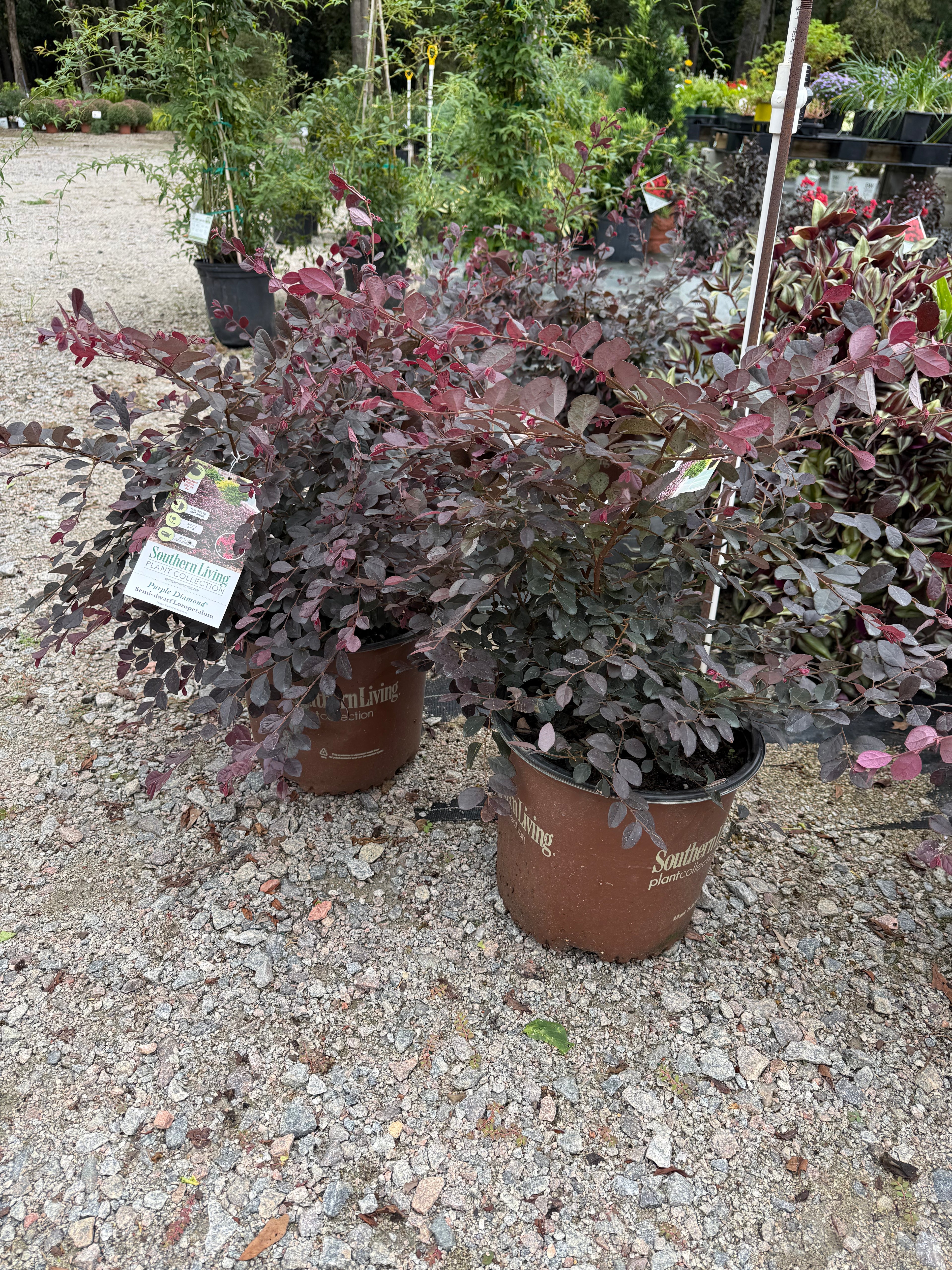 Purple Diamond Loropetalum