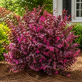 Loropetalum Ruby
