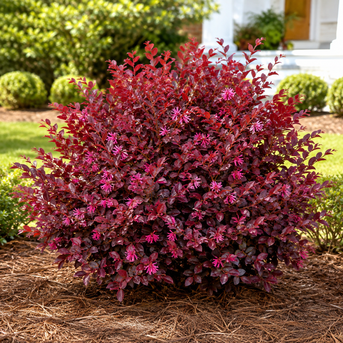 Loropetalum Crimson Fire