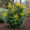 Beijing Beauty Mahonia