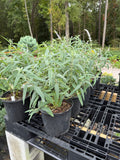 Mexican Bush Sage
