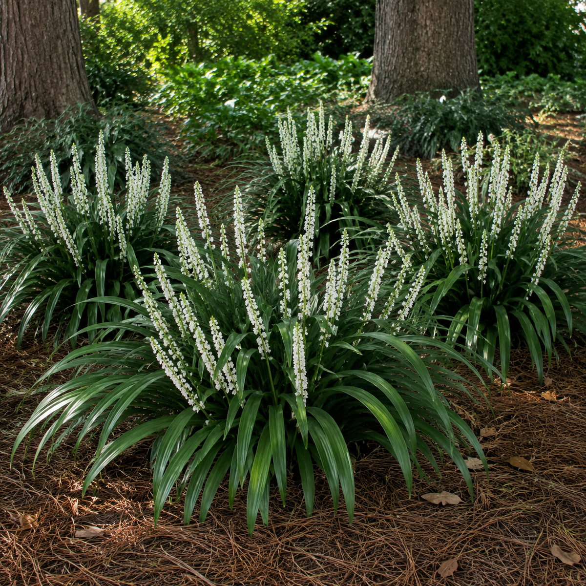 Monroe's White Liriope