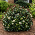 Moonlit Lace® Viburnum