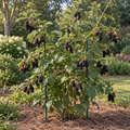 Natchez Thornless Blackberry
