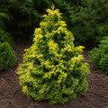 Night Light Hinoki Cypress