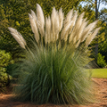 Pampas Grass