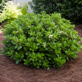 Pittosporum Wheeler Dwarf