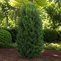Podocarpus Maki