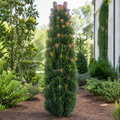 Podocarpus Mood Ring