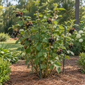 Prime-Ark Freedom Thornless Blackberry