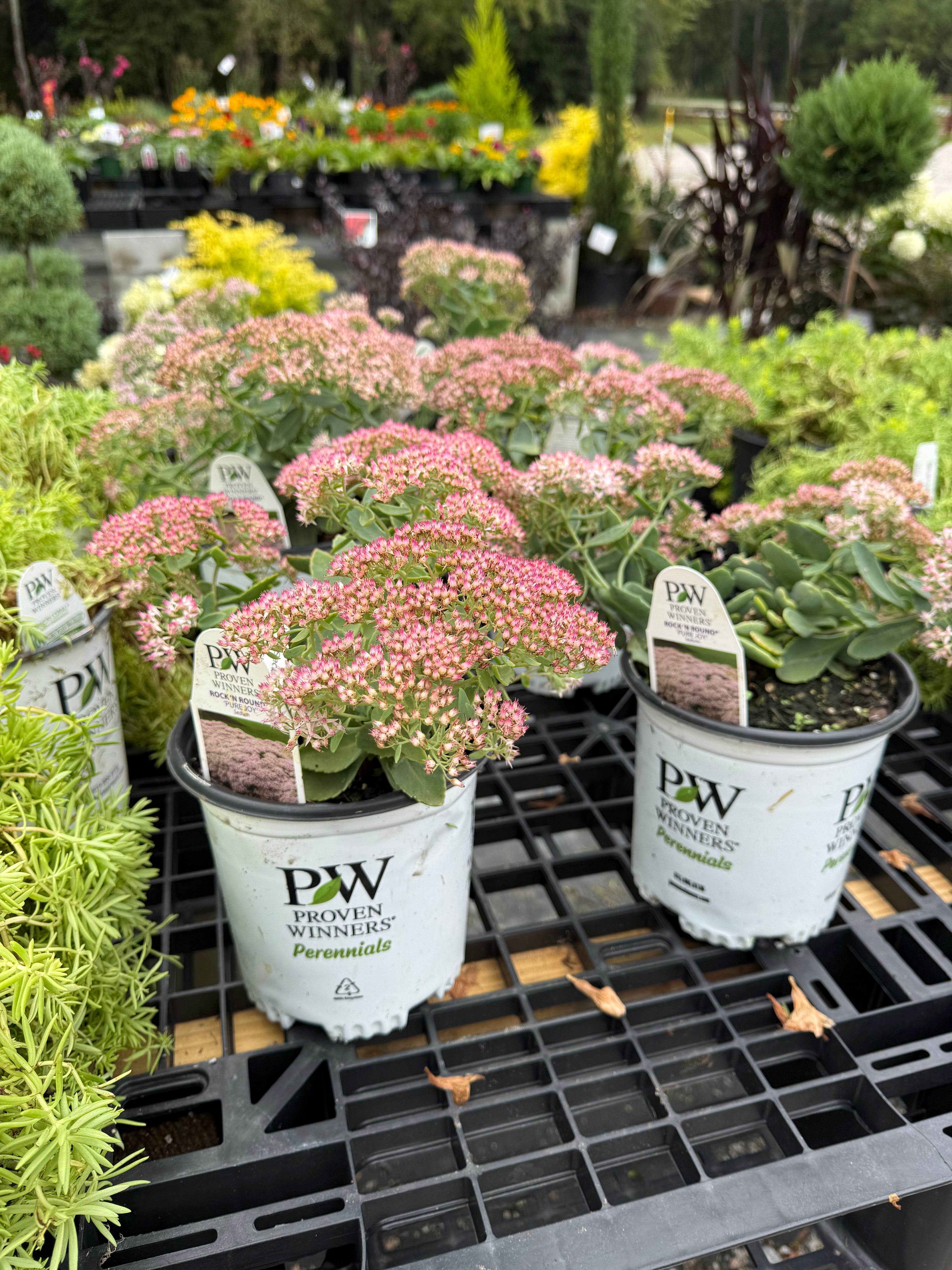 Pure Joy Sedum