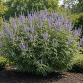 Queen Bee® Vitex