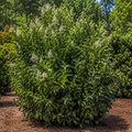 Ligustrum Recurvifolium