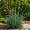 Yucca Red