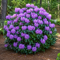 Rhododendron Abbey's Re-View
