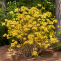 Rhododendron Admiral Semmes