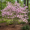 Rhododendron Camilla's Blush