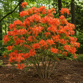 Rhododendron Stonewall Jackson