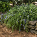 Huntington Carpet Trailing Rosemary