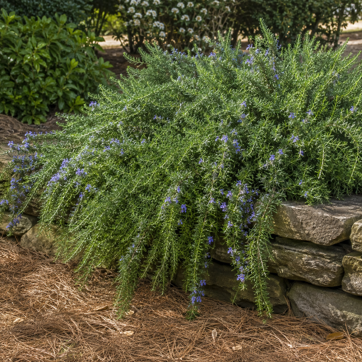 Huntington Carpet Trailing Rosemary
