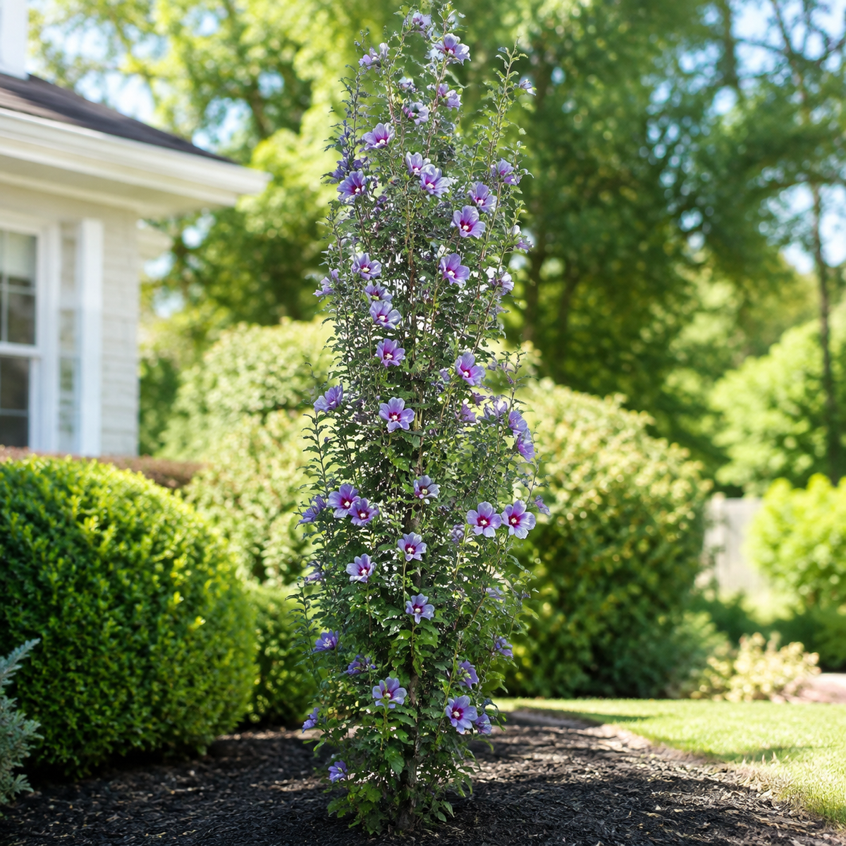 Rose of Sharon Purple Pillar