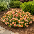 Apricot Drift® Rose